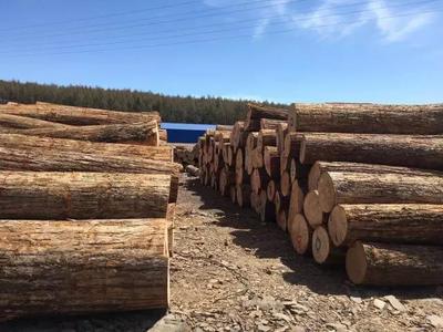 木头来了平台 原木锯材产品销售迈入快车道