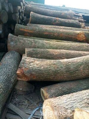 香樟原木 木材圈中的珍贵销售资源